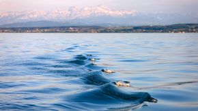 Waves at Lake Constance